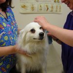 Vaccines: Protecting Your Pets