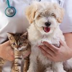 Animal Health And Husbandry: Dog Health Check