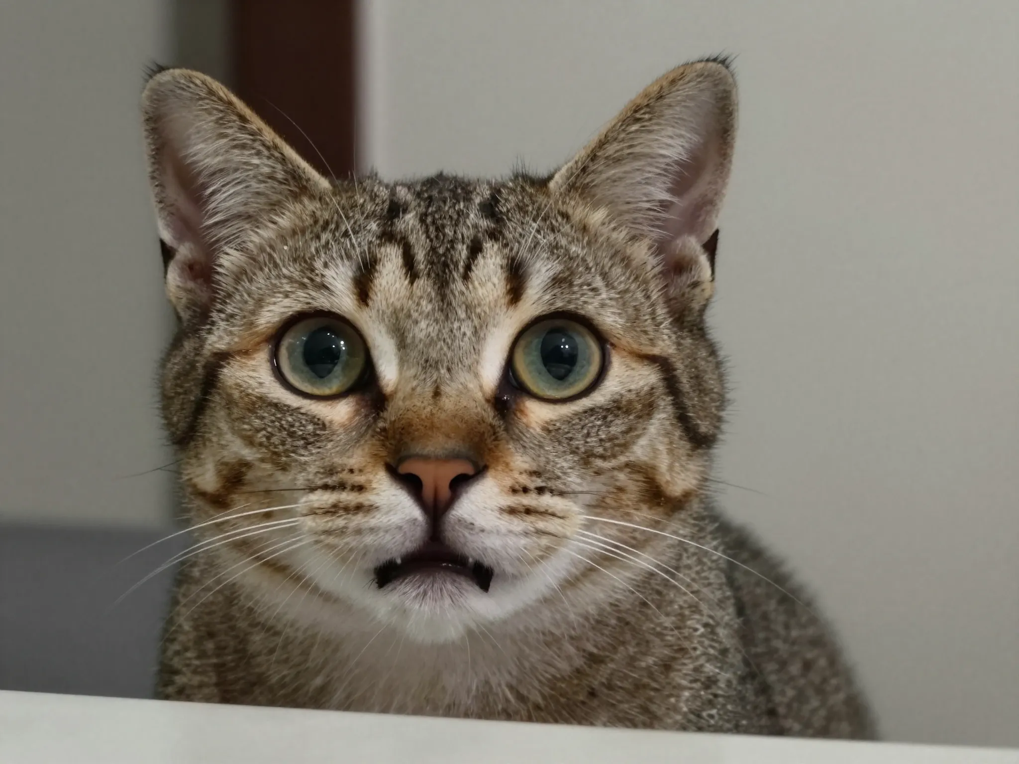 Cat with wide eyed caught in act guilty surprised expression