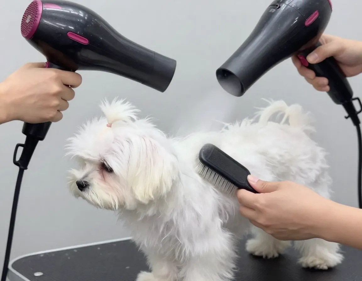 Professional low heat blow drying and brushing maltese puppy coat