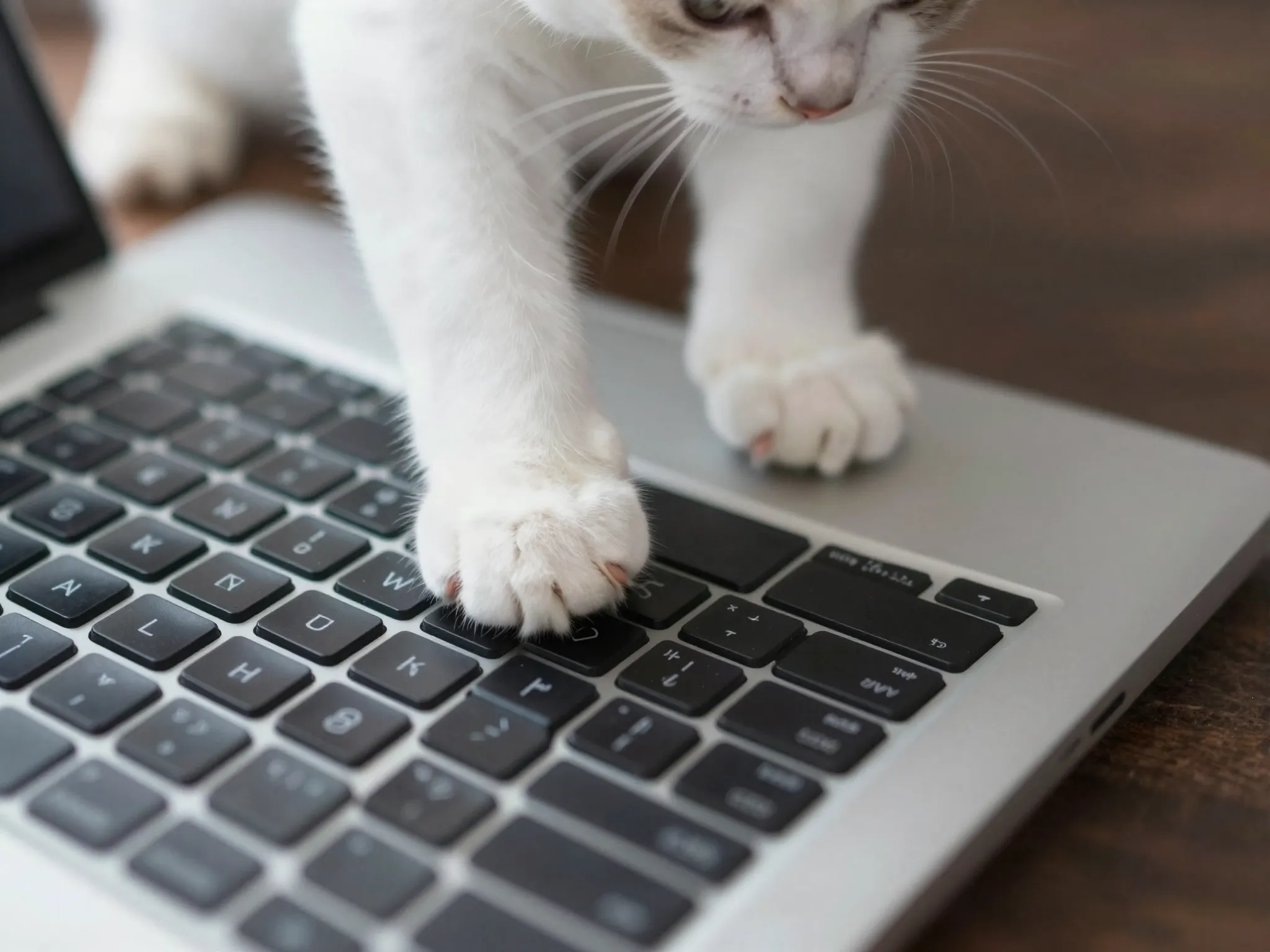 Mischief mittens kitten white paws batting computer keyboard