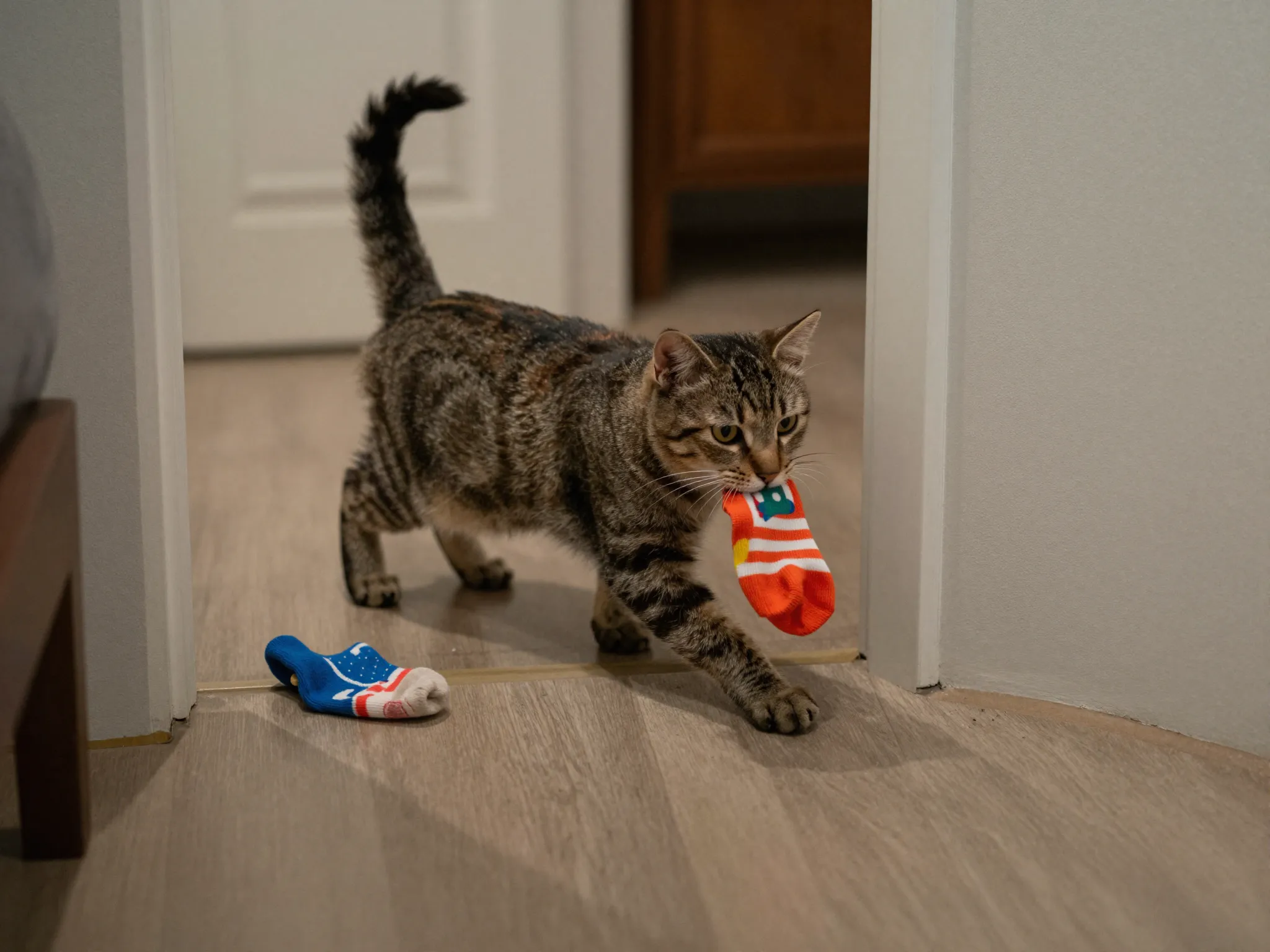 Bandit mcsneaky kitten sneaking away with stolen sock