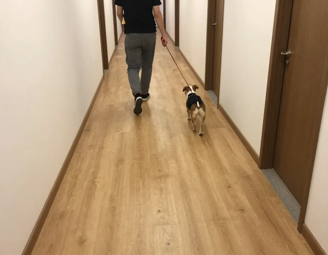 Indoor hallway leash walking practice with rewards