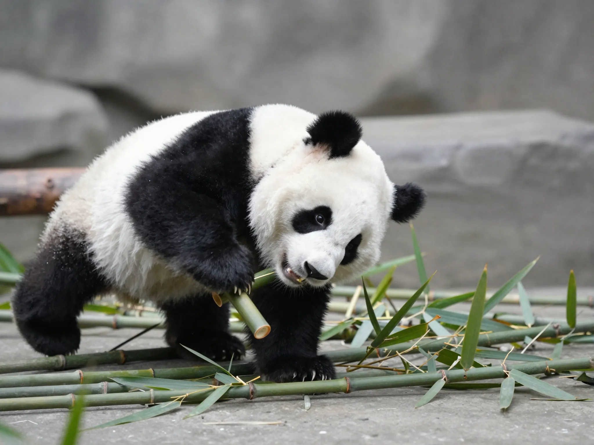 Baby panda tumbling playfully with bamboo stalk