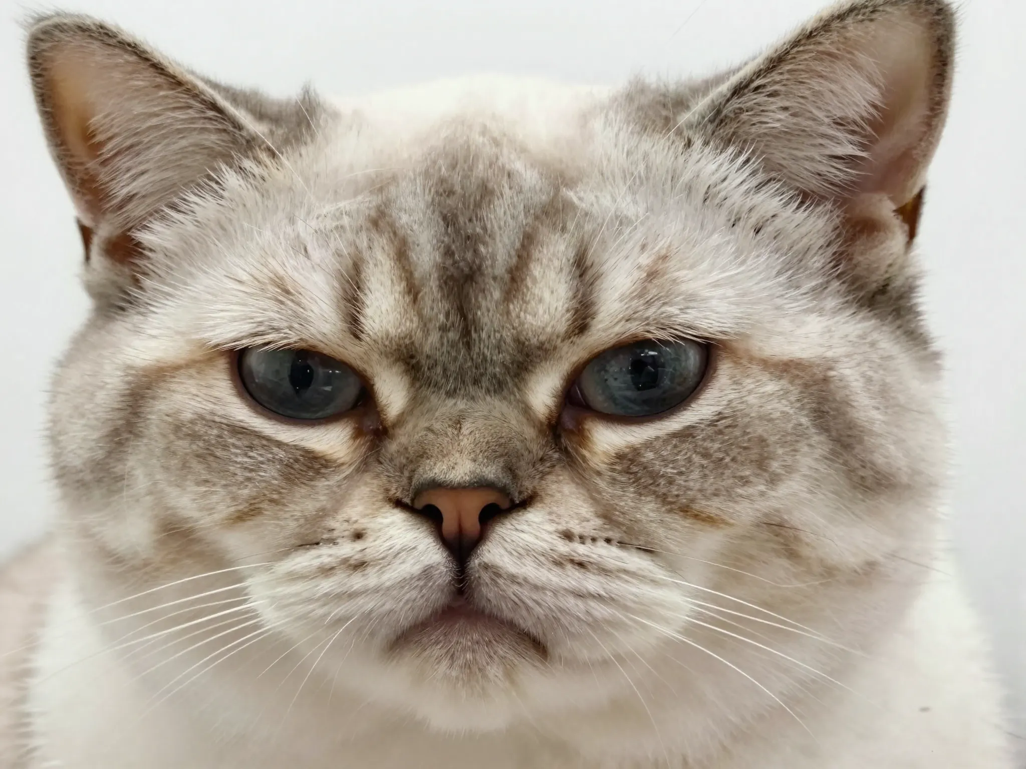 Original grumpy cat with permanent displeased expression