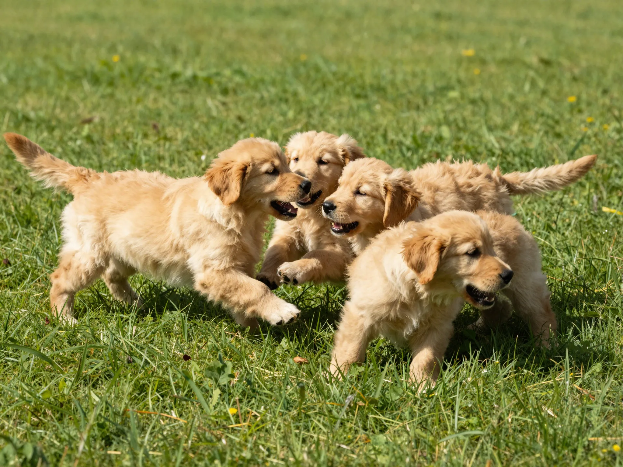 Golden retriever puppies playing together in grassy meadow