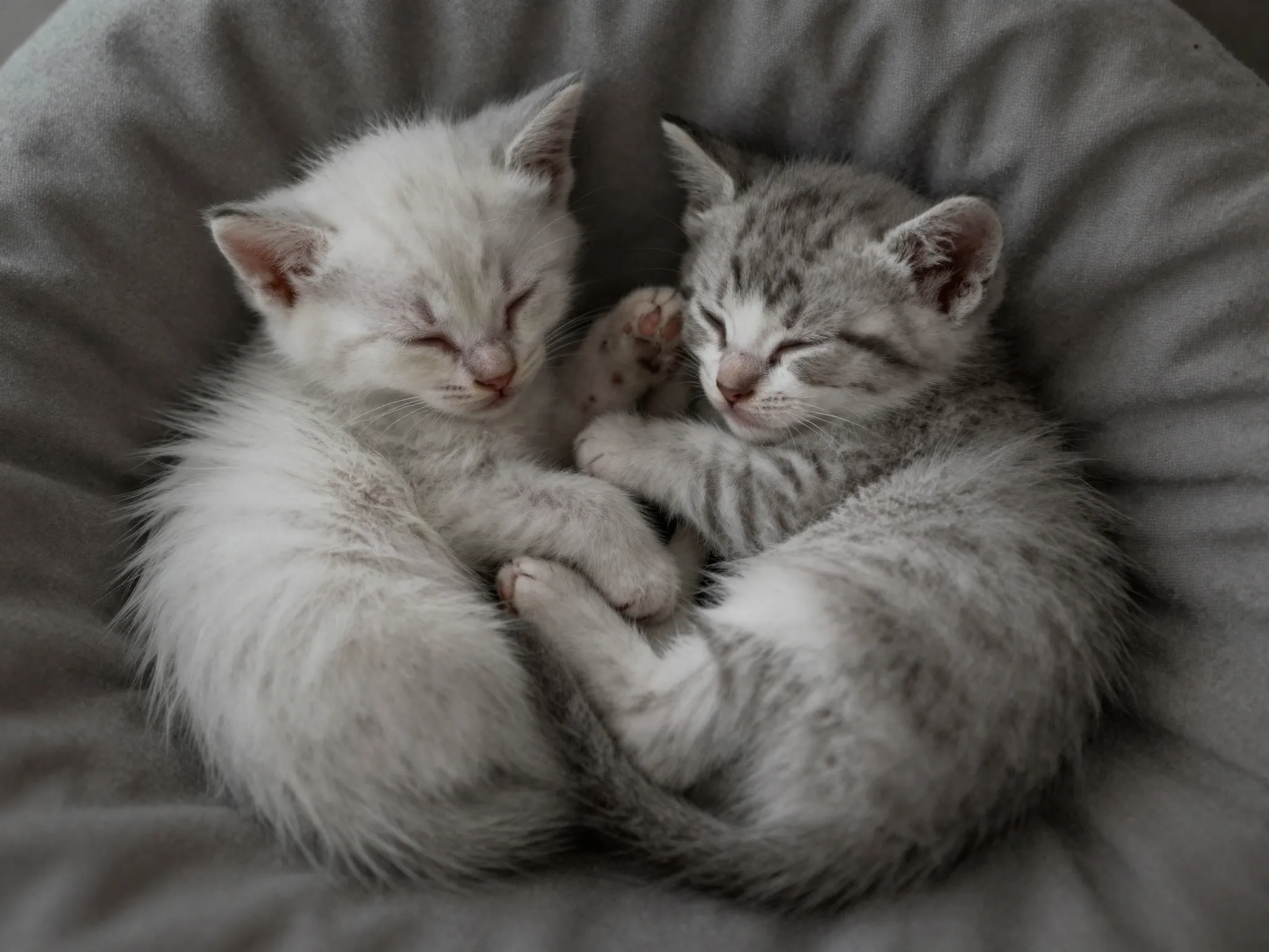 Sleepy kittens curled together in cozy tiny ball