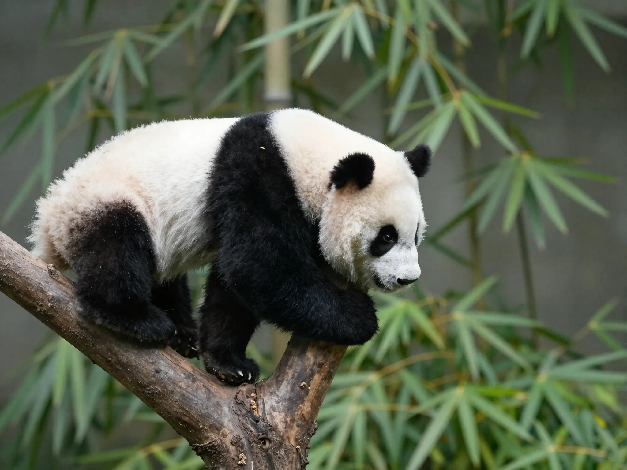 Baby panda clumsily climbing small tree branch
