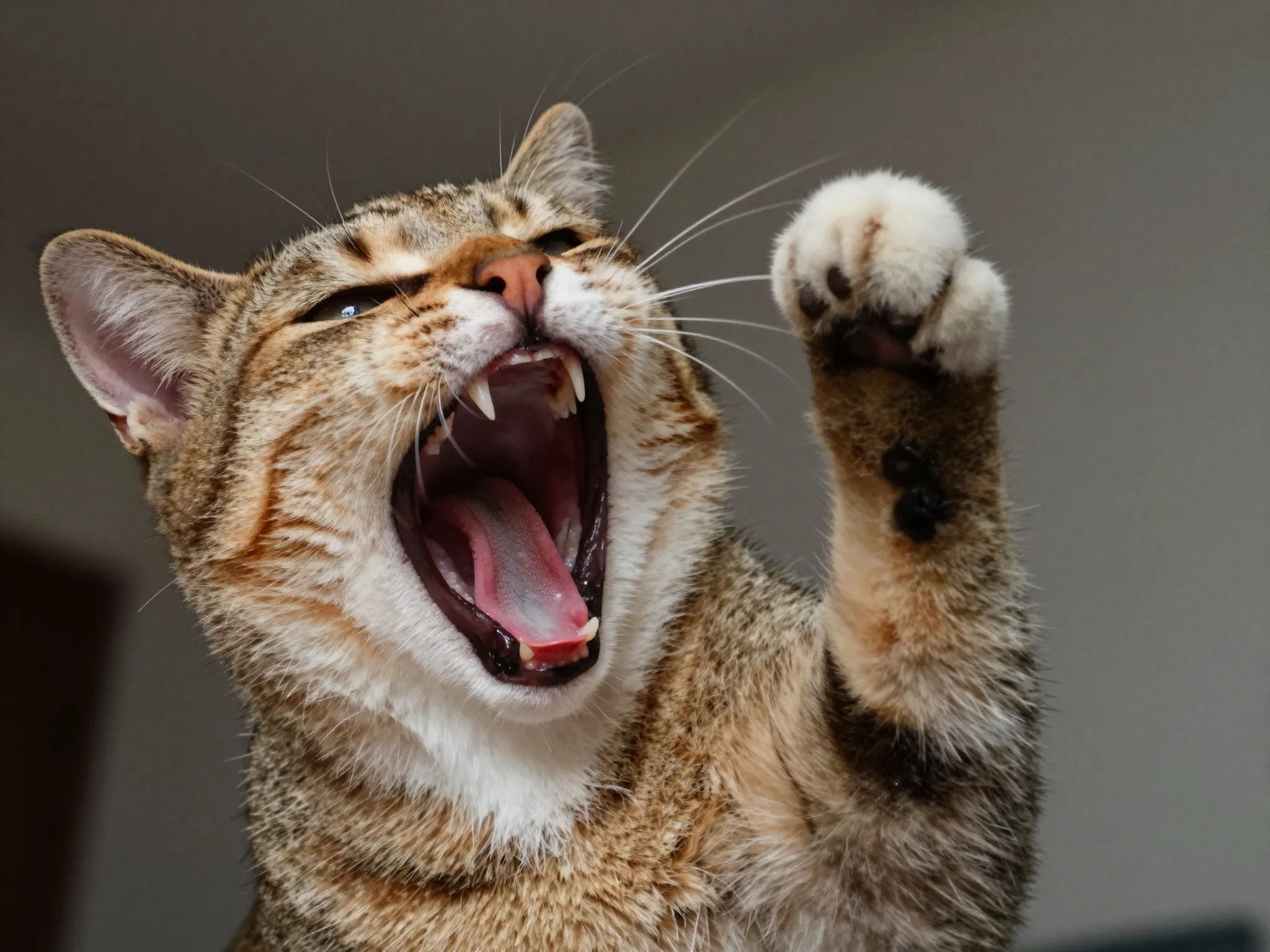 Cat captured mid yawn with mouth wide open like opera singer