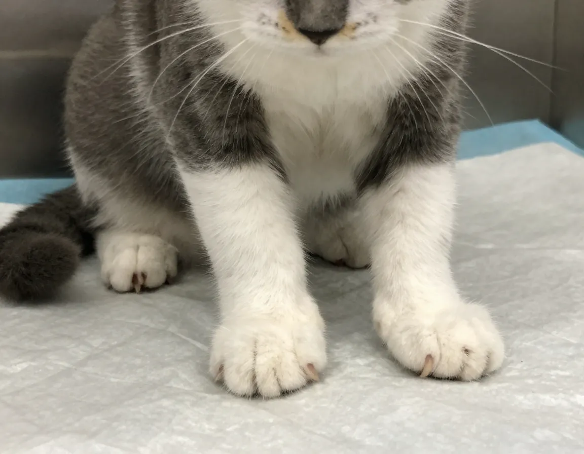 A polydactyl kitten with 24 toes at an animal shelter