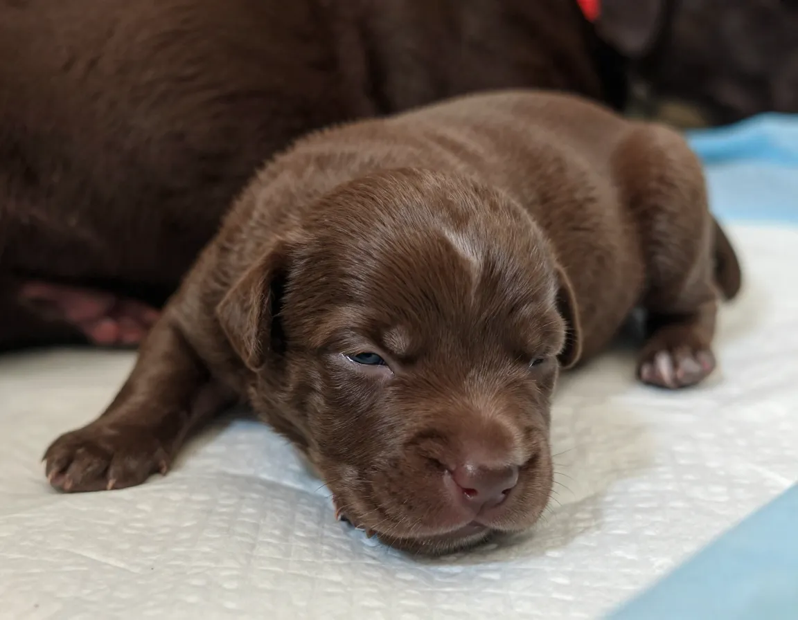 Chocolate brown labrador puppy newborn eyes ears sealed closed helpless