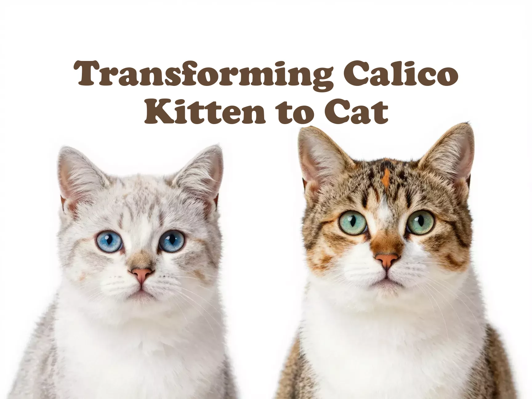 Calico kitten adult cat side by side comparison transformation main