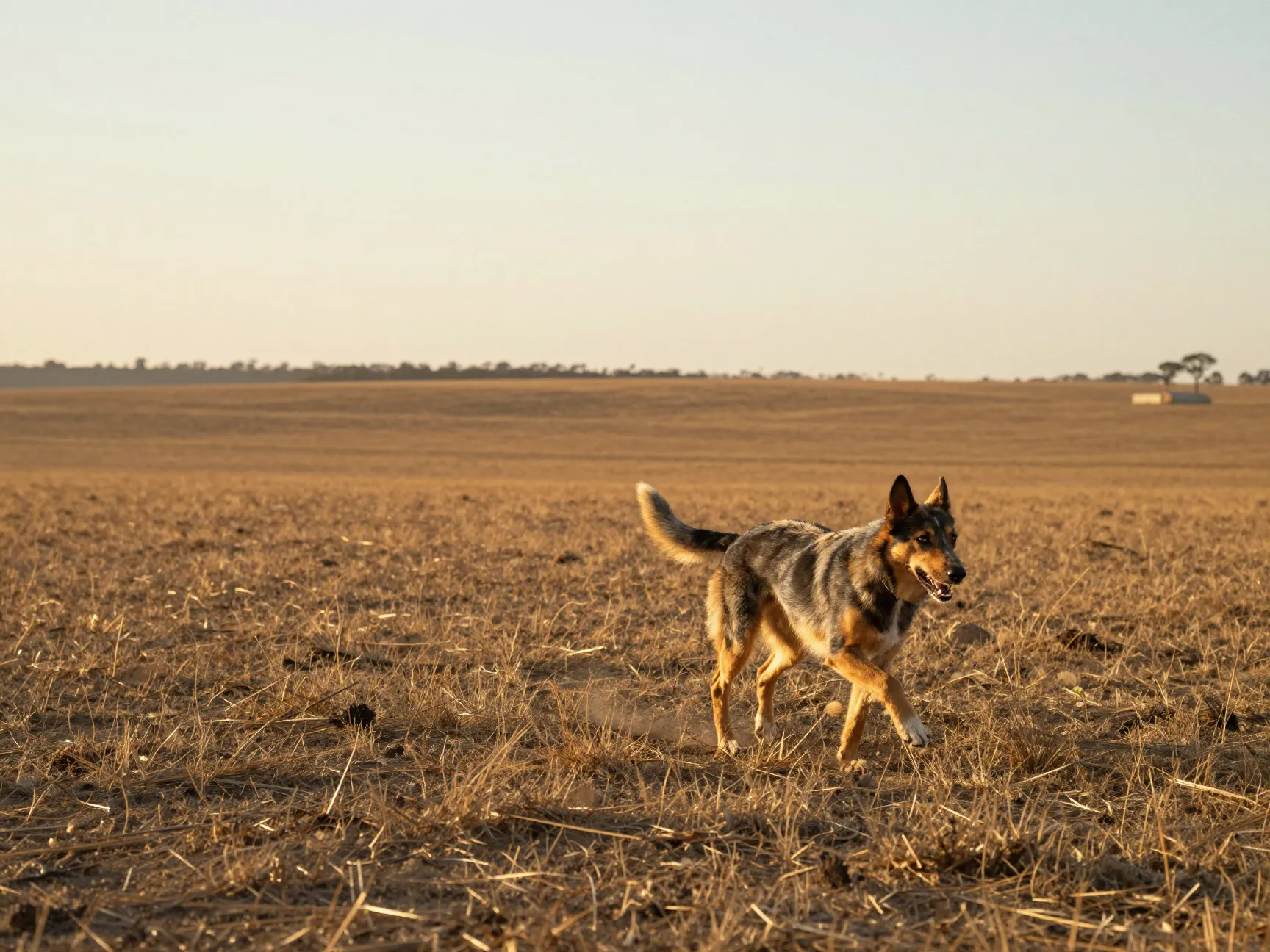 An athletic australian kelpie running across a vast open farmland