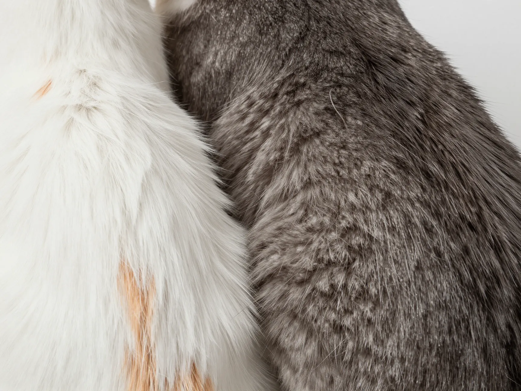 Fluffy kitten coat contrasts with sleek adult shorthair fur