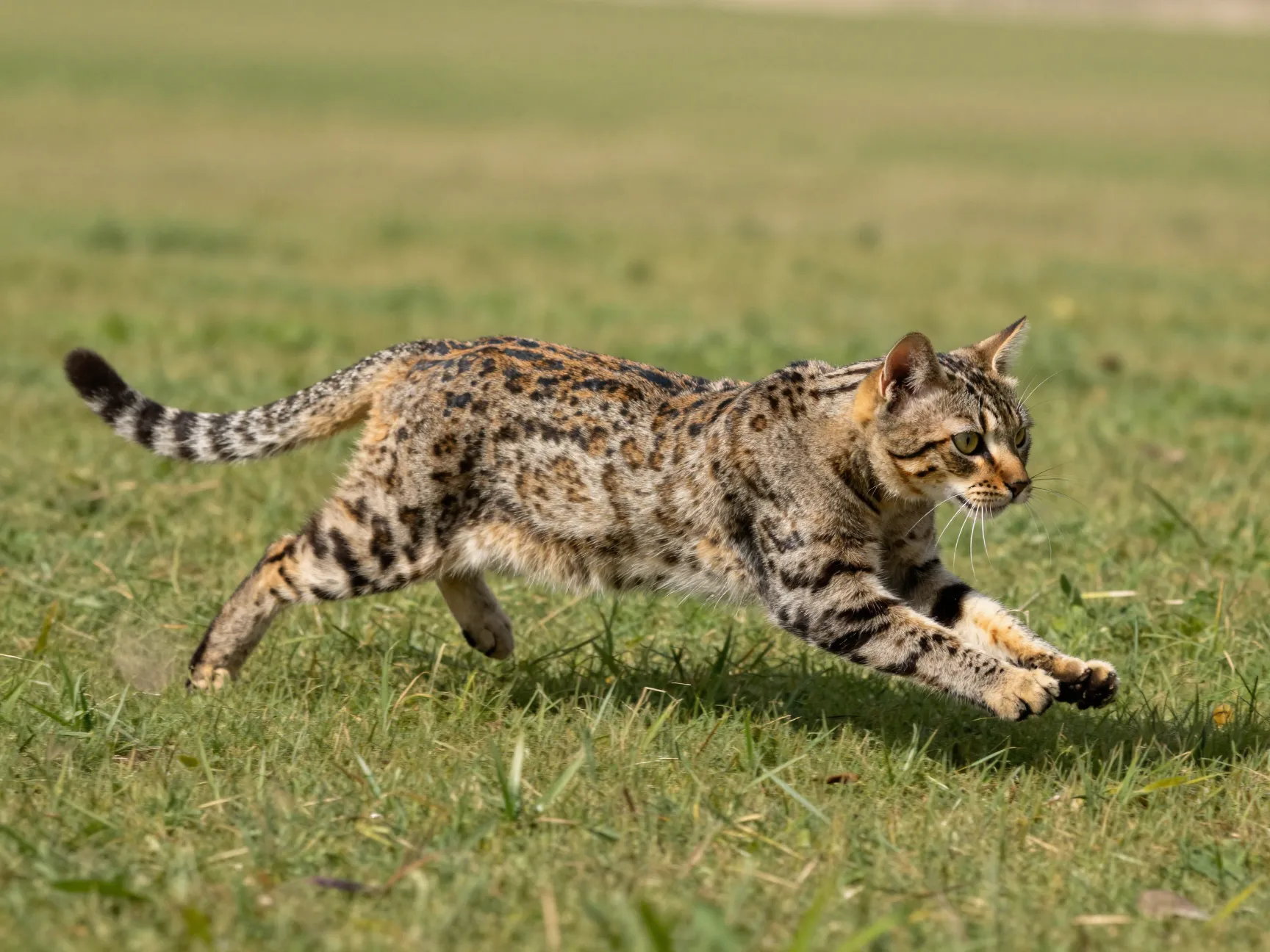 Egyptian mau running fast on grass with natural spots