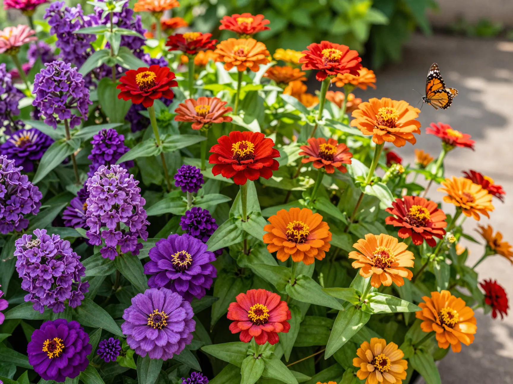 Vibrant purple lilac red orange zinnias in sunny garden