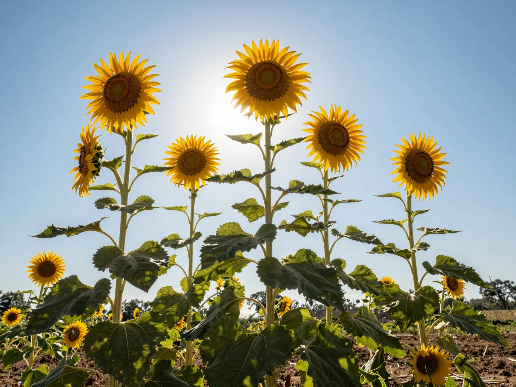 Giant sunflower stems with yellow blooms in outdoor field
