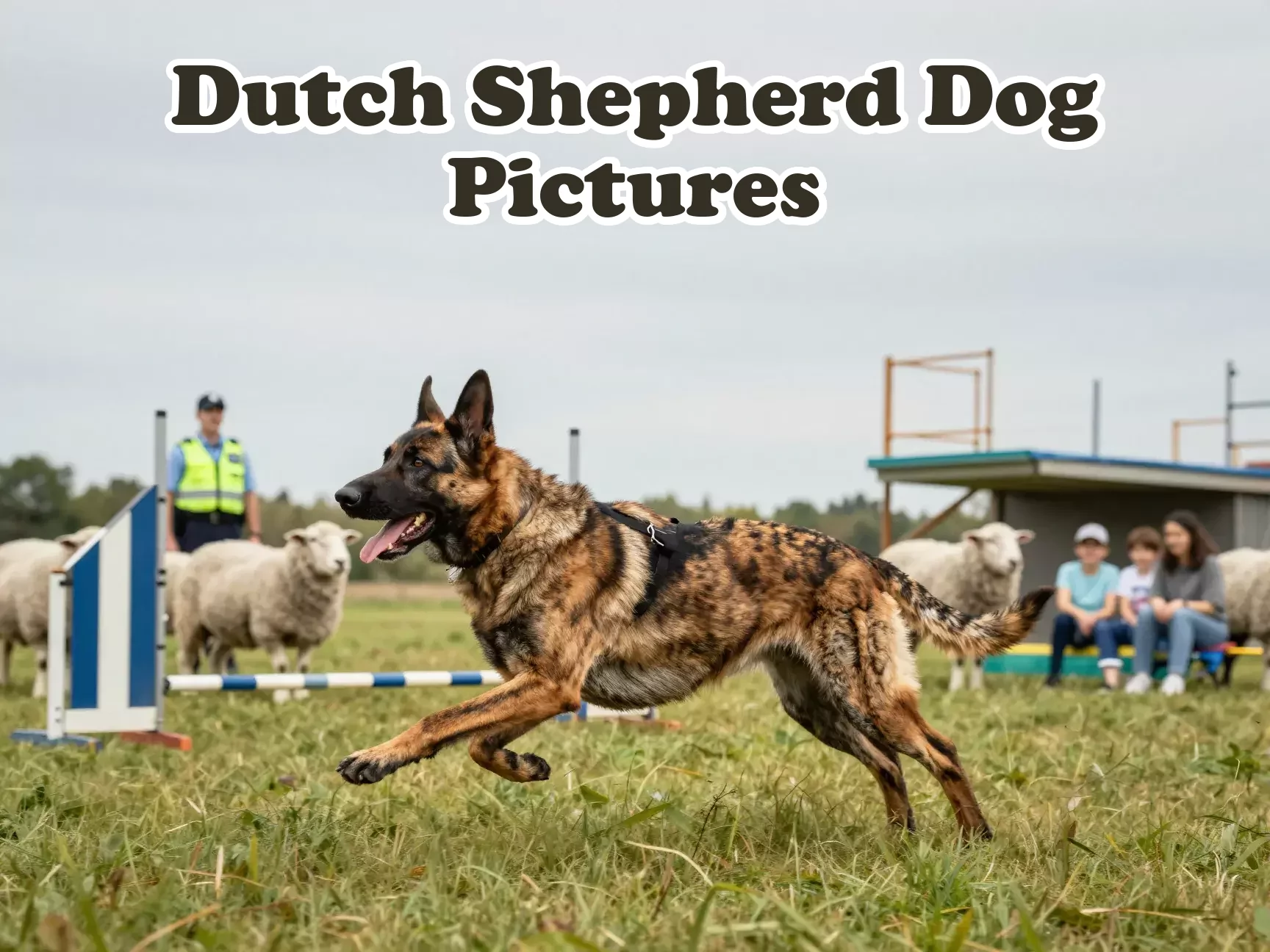 Versatile dutch shepherd running through eight symbolic working scenarios main