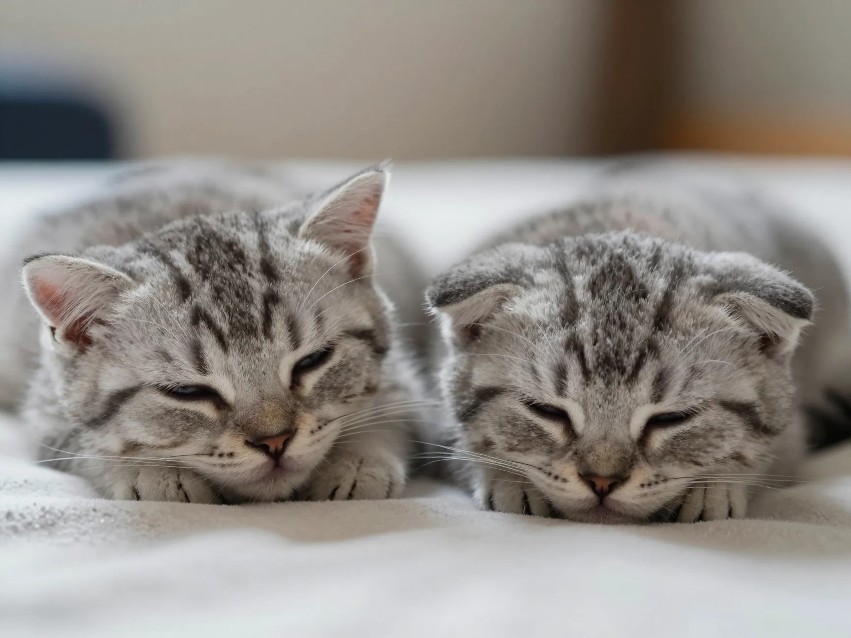 Kittens with straight ears and folded ears at four weeks old