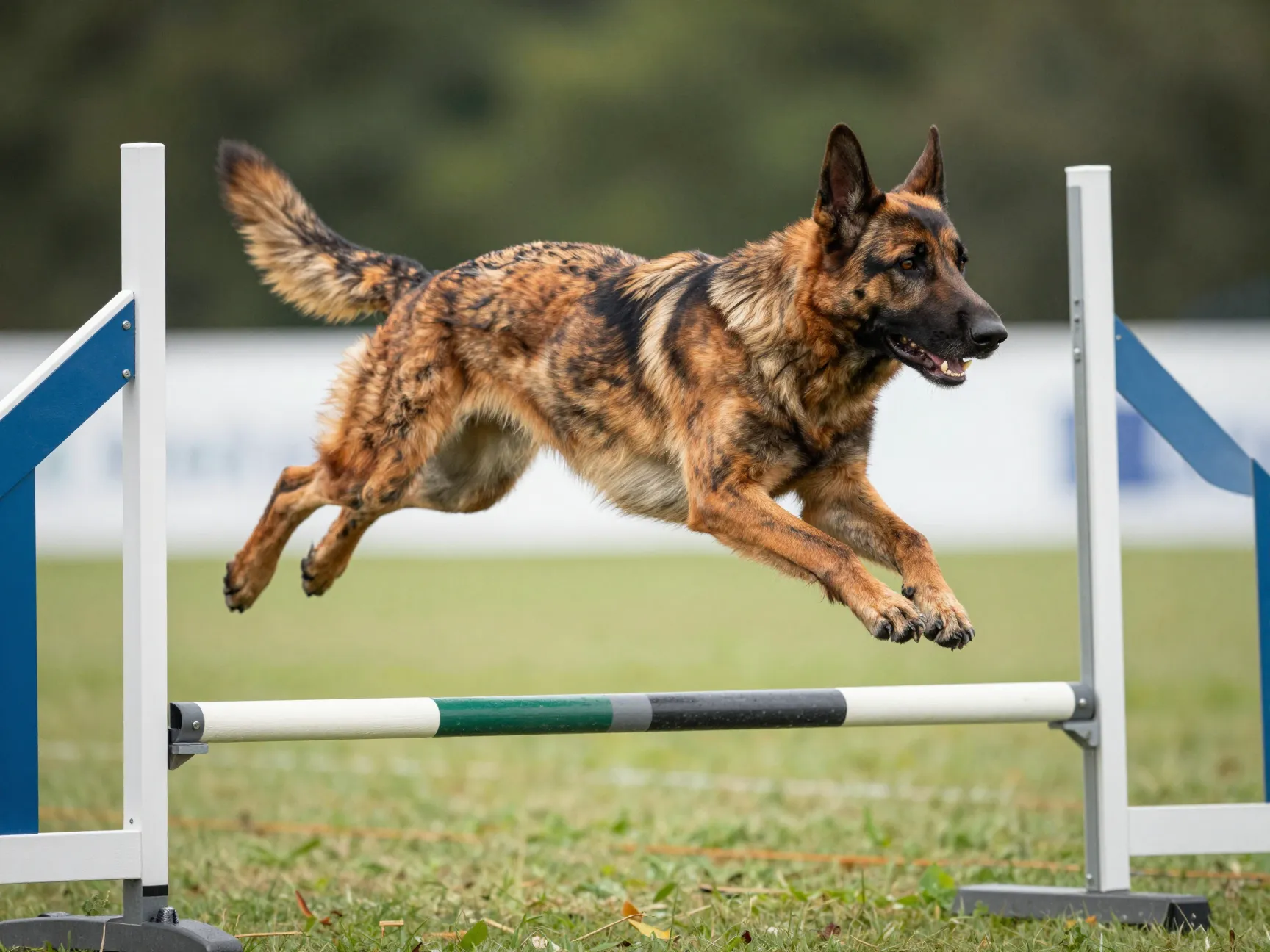 A dutch shepherd mid jump on an agility course in full extension