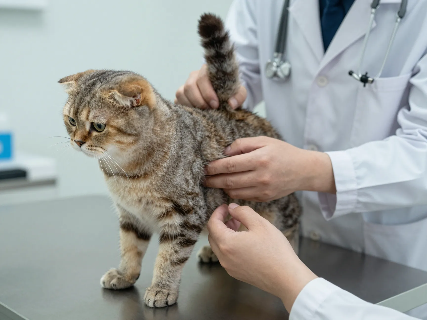 Veterinarian examining british fold cats joints and tail for stiffness