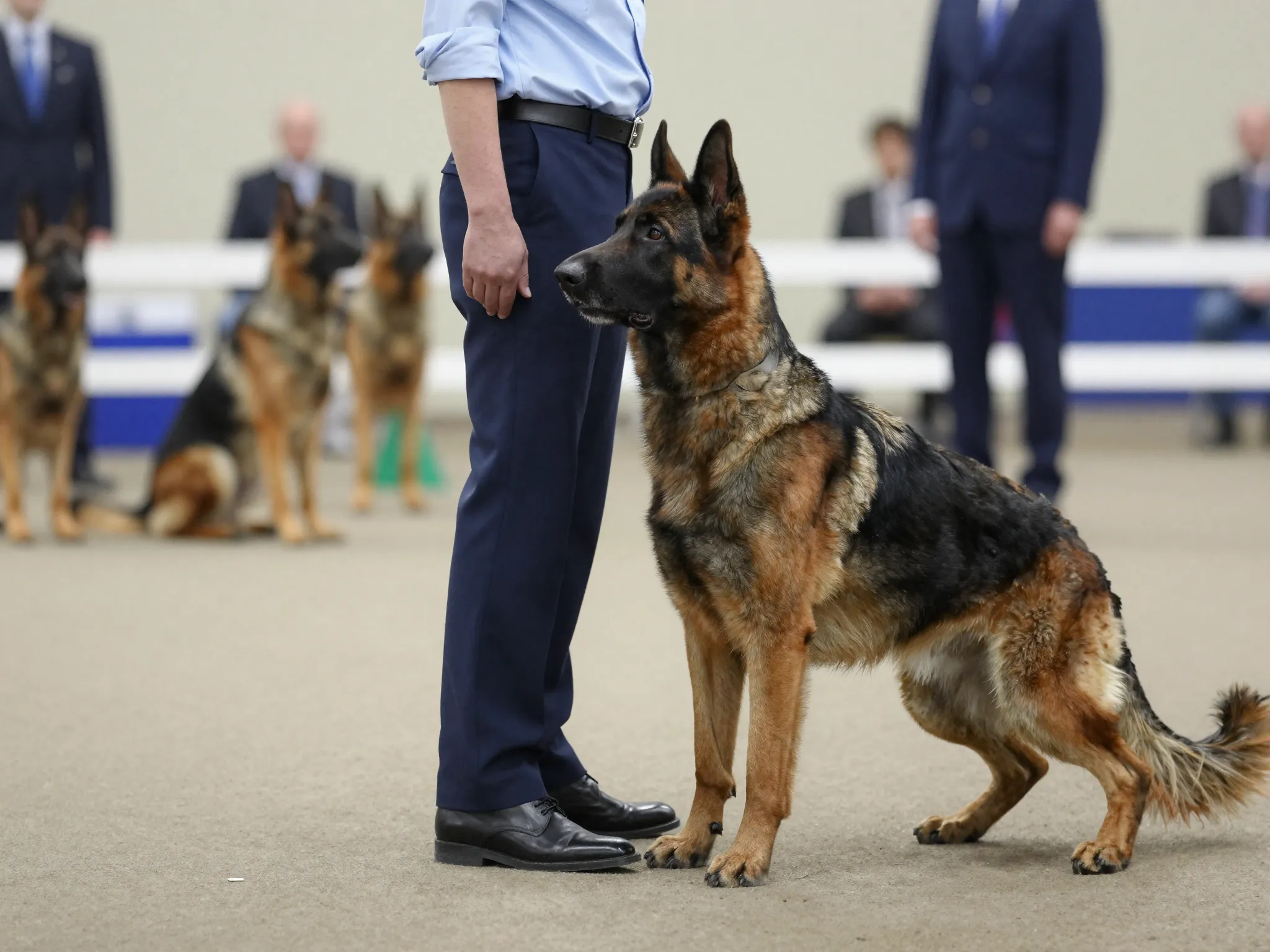 A dutch shepherd performing a precise heel in an obedience ring