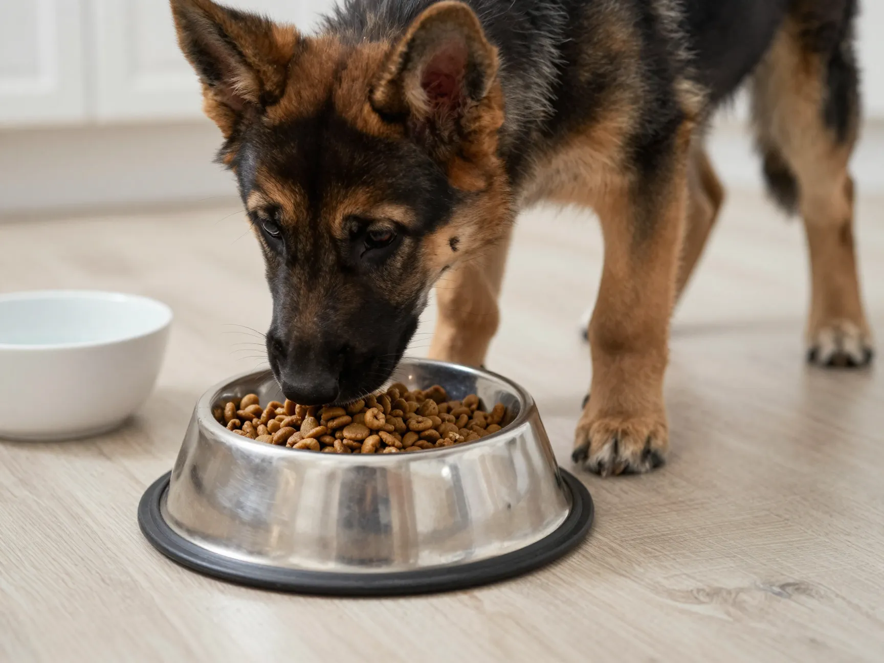 German shepherd puppy eating from stainless steel bowl