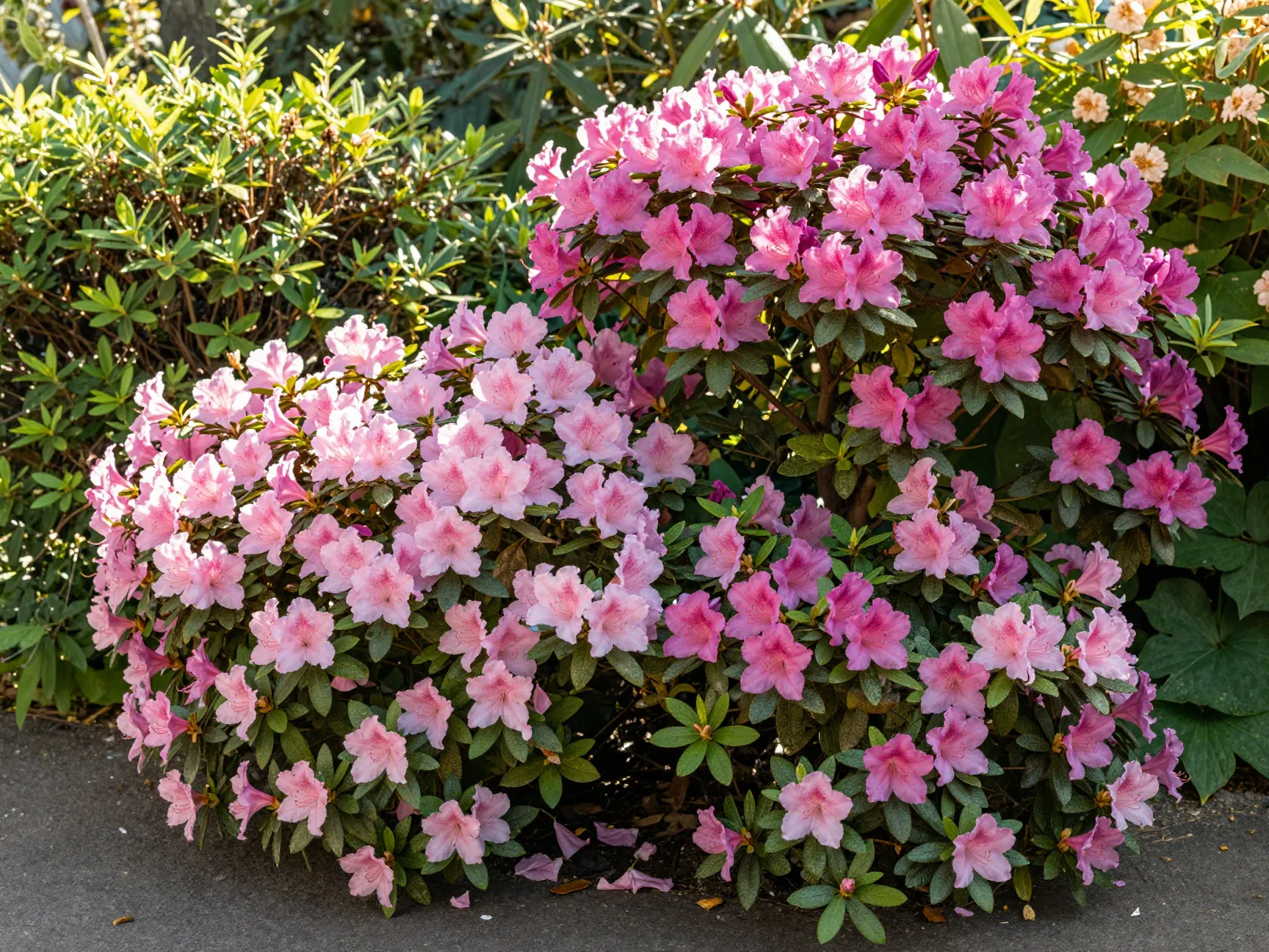 Azalea and rhododendron flowering shrubs with pink blooms