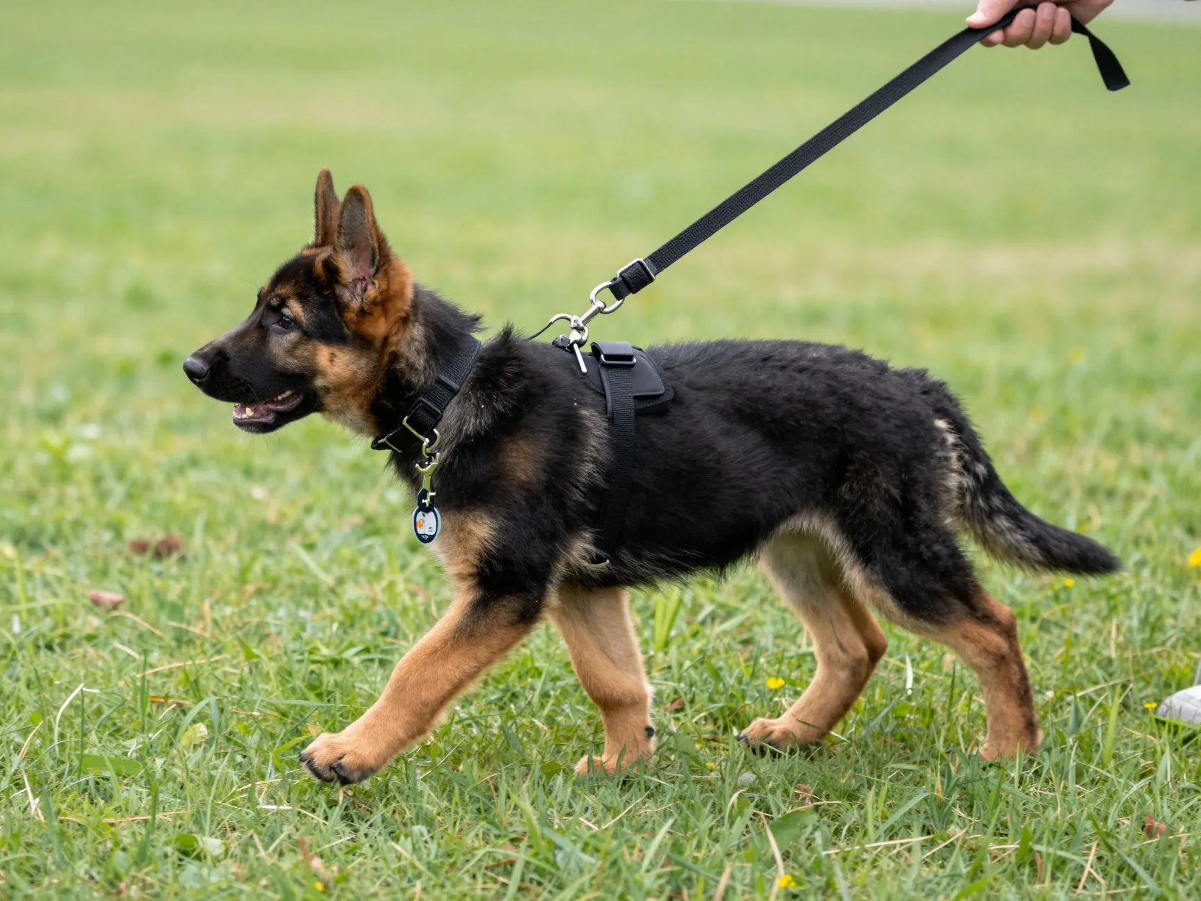 Puppy wearing collar harness leash on park walk