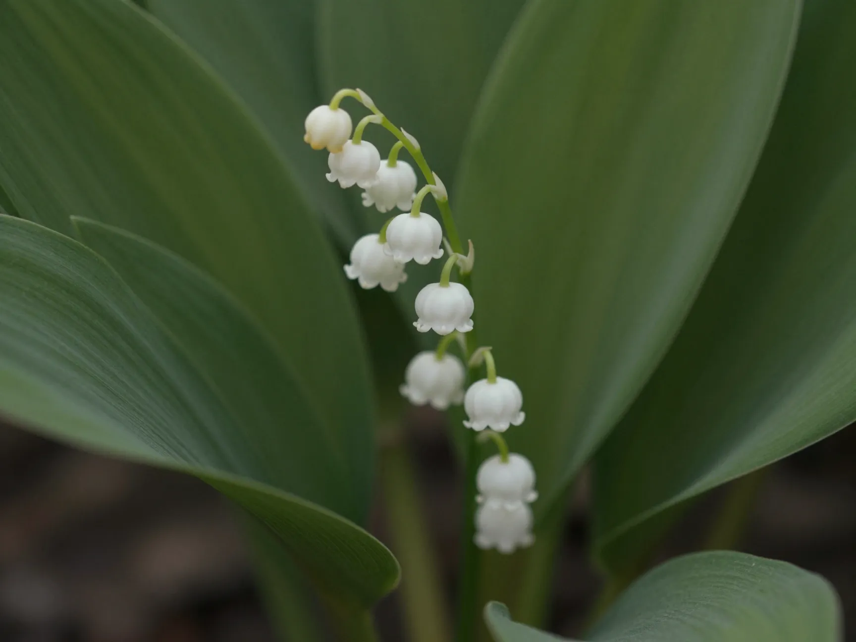 Delicate lily of the valley plant with white bell flowers
