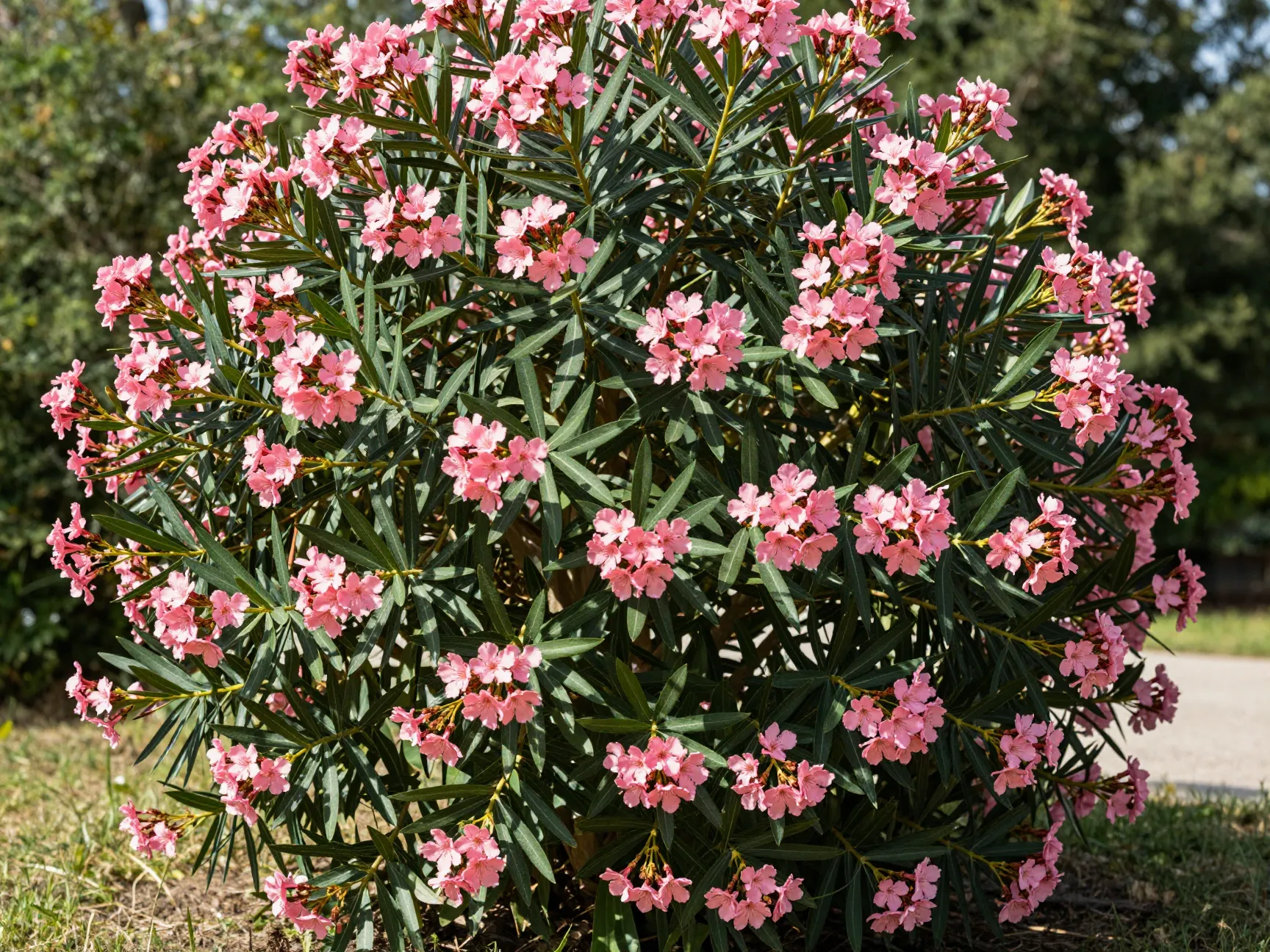 Oleander shrub with pink flowers and long green leaves