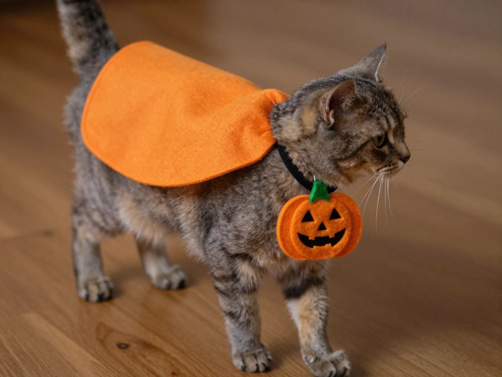 Cat with pumpkin charm collar and short orange cape