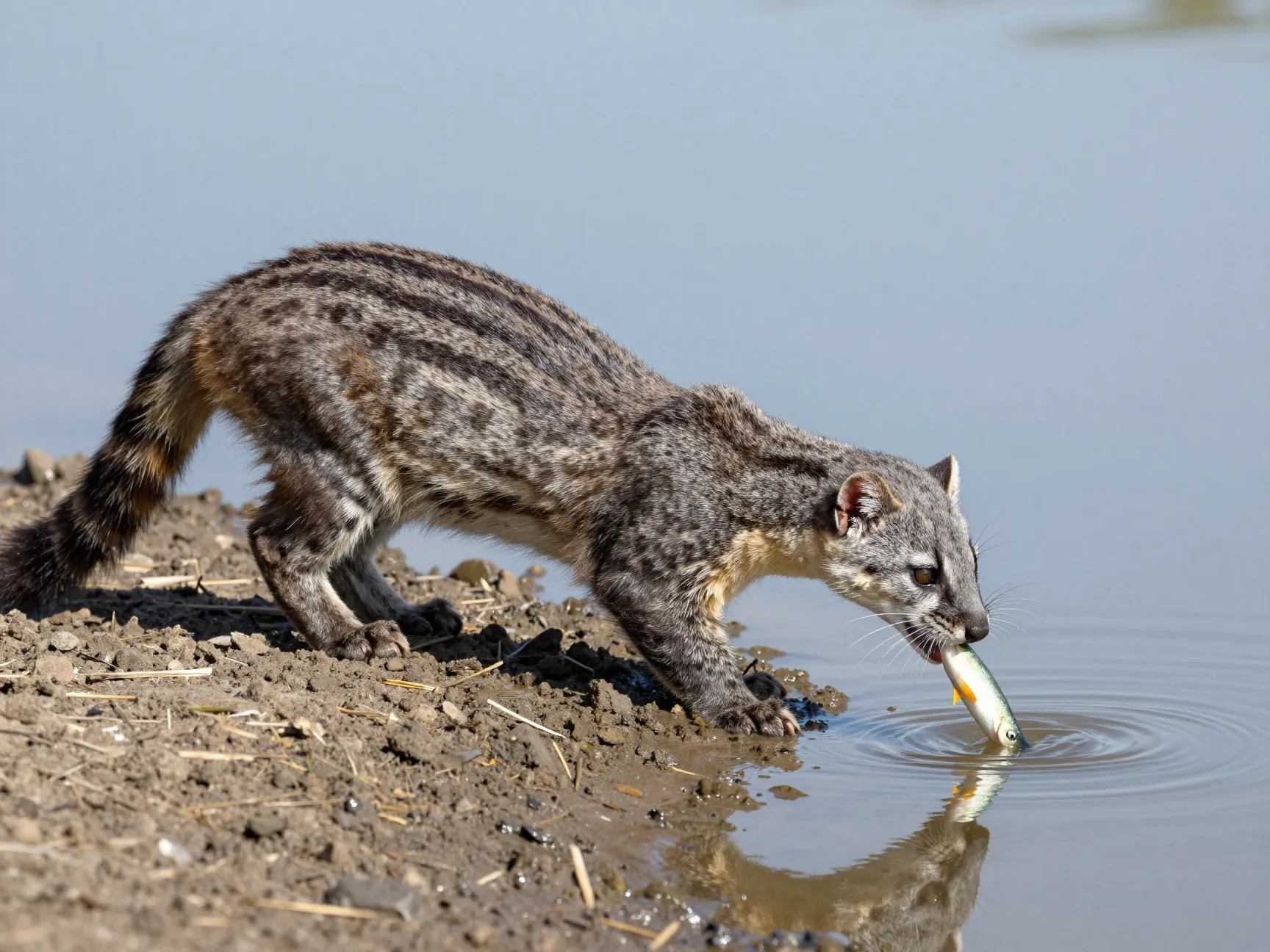 Jaguarundi weasel like cat hunting fish along a riverbank