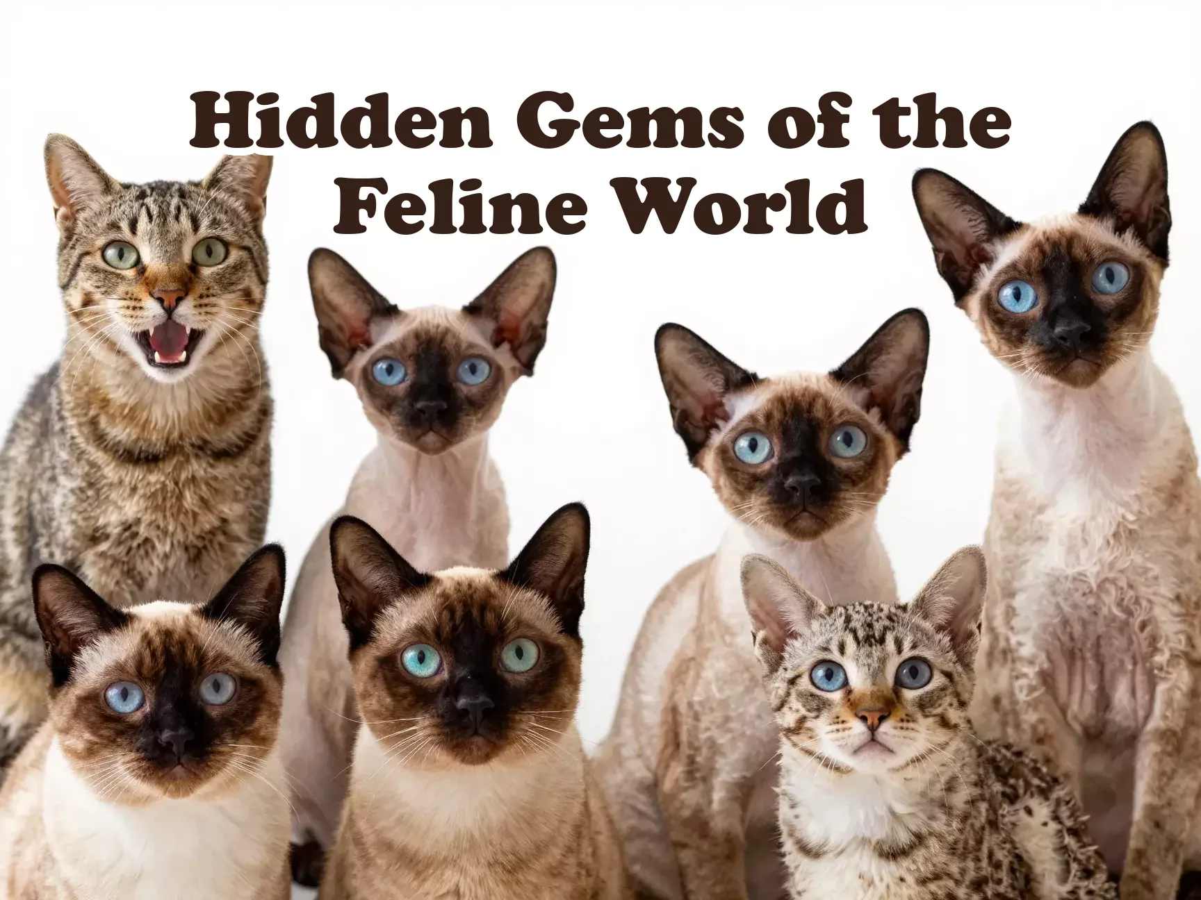 Sokoke peterbald singapura laperm khao manee havana brown selkirk pixiebob main