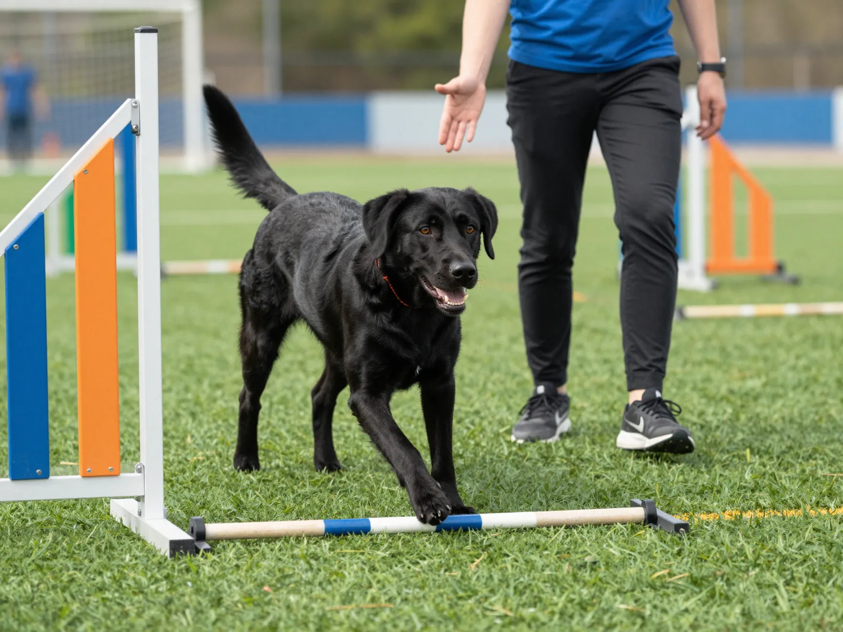 Black lab golden mix confident dog agility training obstacle course