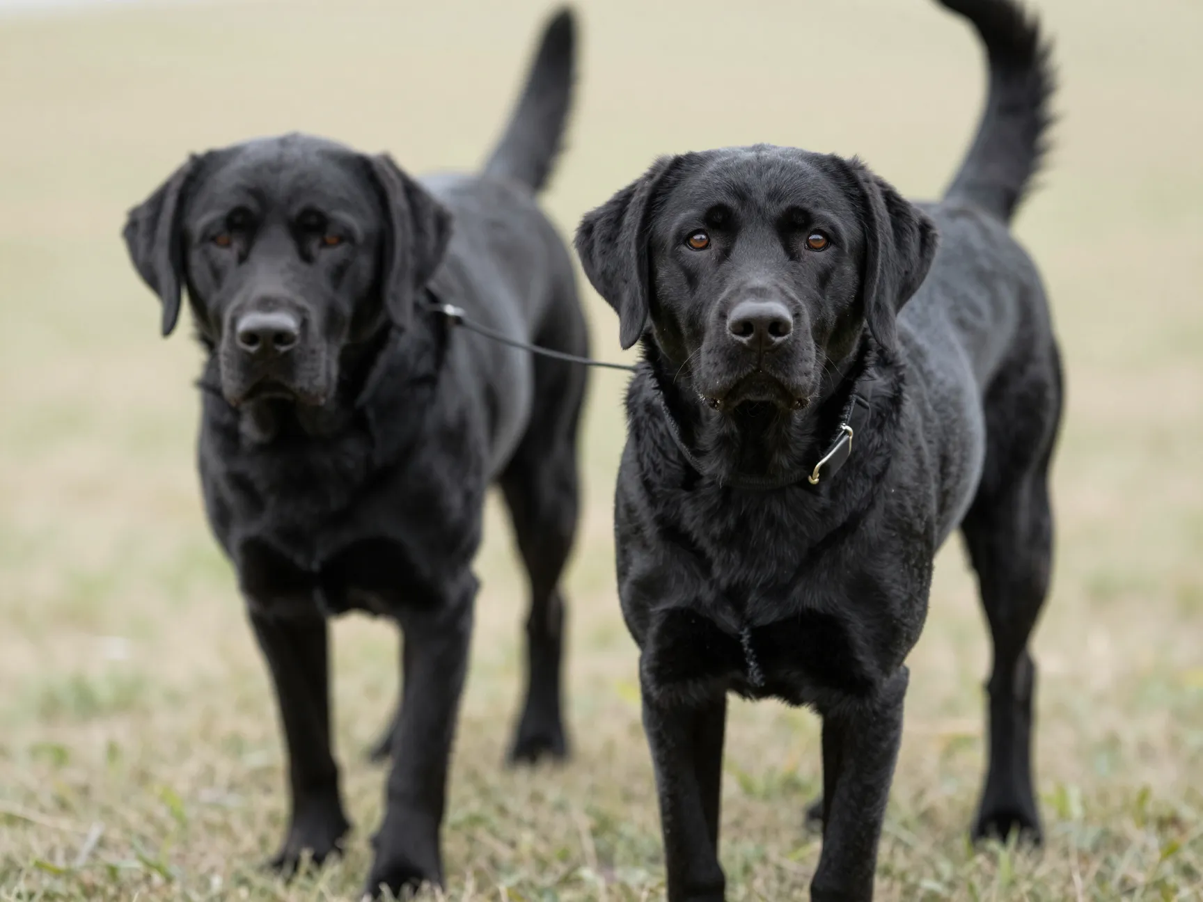 Focused labrador retriever heeling with attentive eye contact