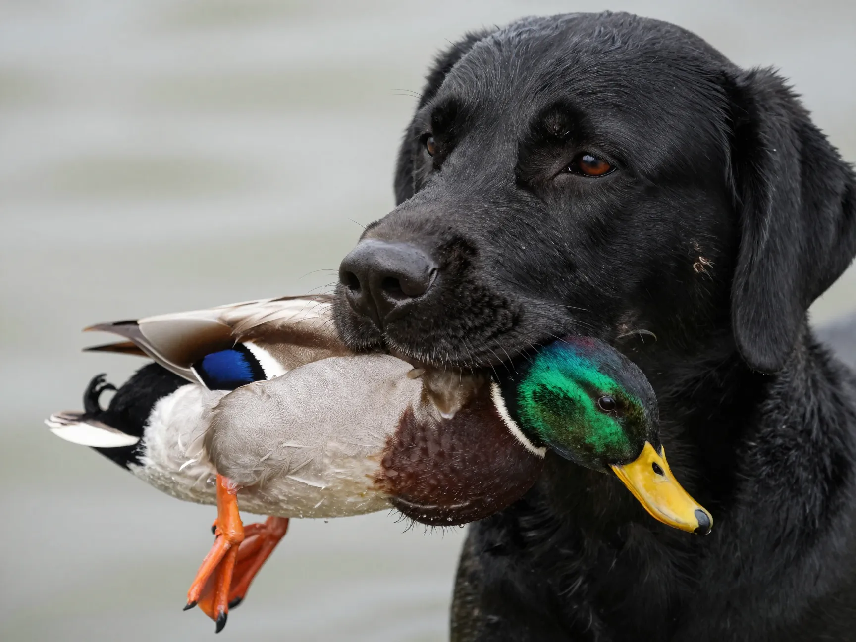 Labrador retriever delivering a duck with a soft gentle mouth hold
