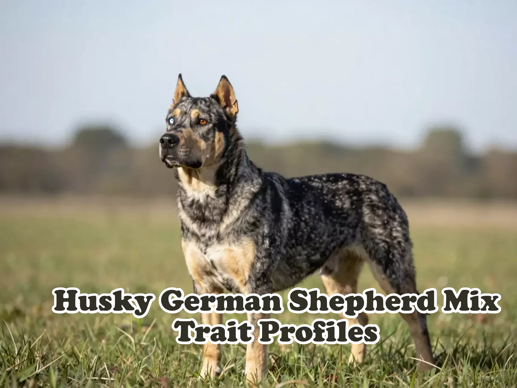 Heterochromatic gerberian shepsky alert in sunlit grassy field main