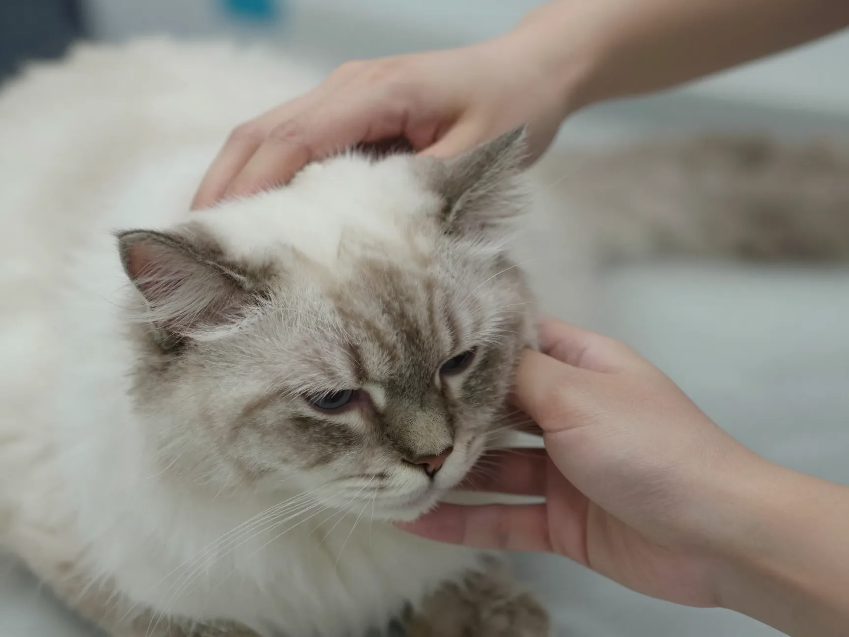 Person with mild allergies gently petting a siberian cat test visit