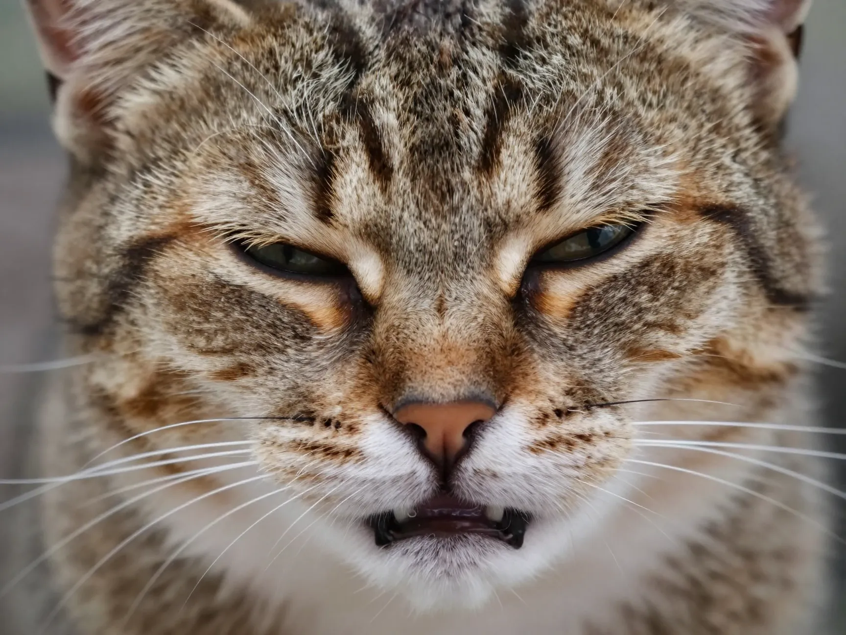 Cat scrunched nose eyes closed mid sneeze expression