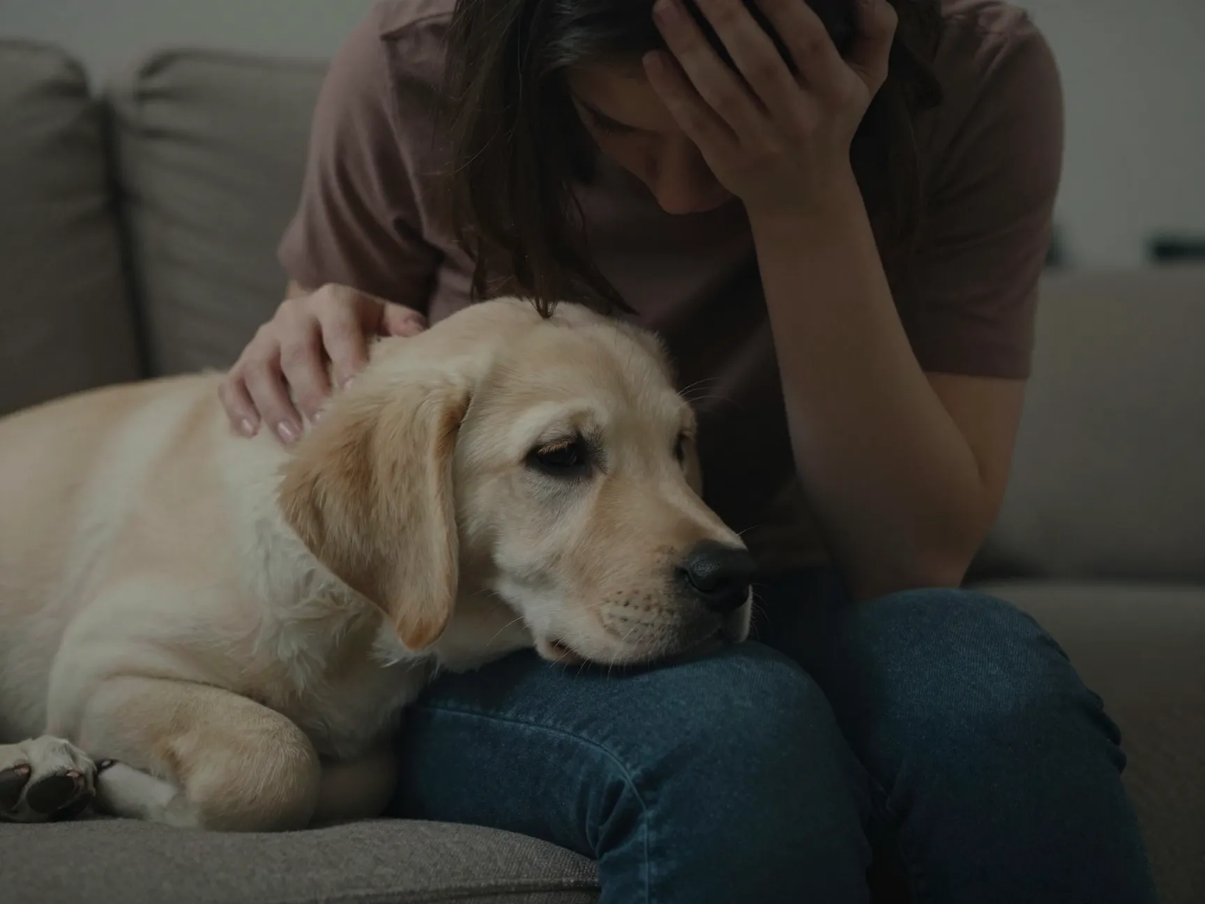Empathetic yellow lab puppy comforting sad owner on couch