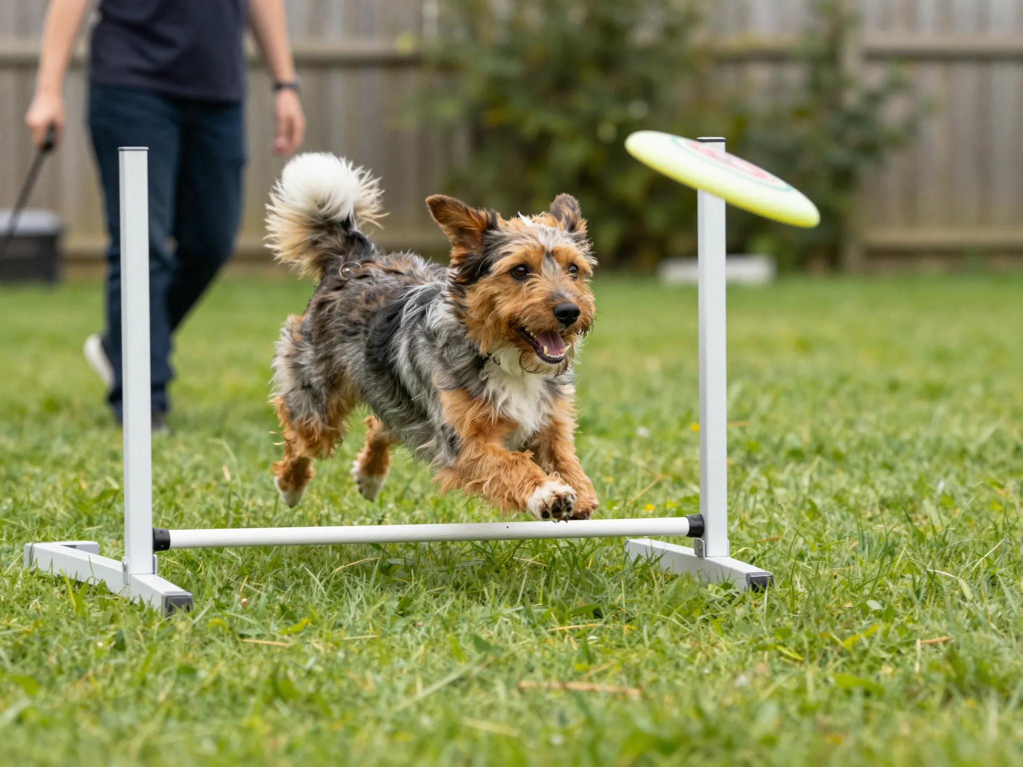 An adult mini aussie running through an agility course in a backyard