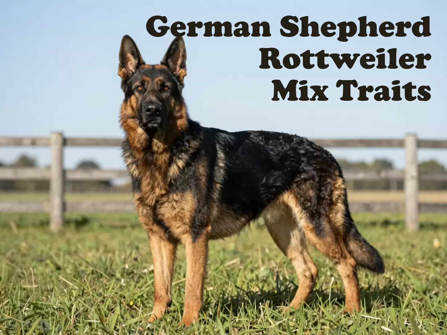 Powerful shepweiler guardian standing in sunlit grassy field main