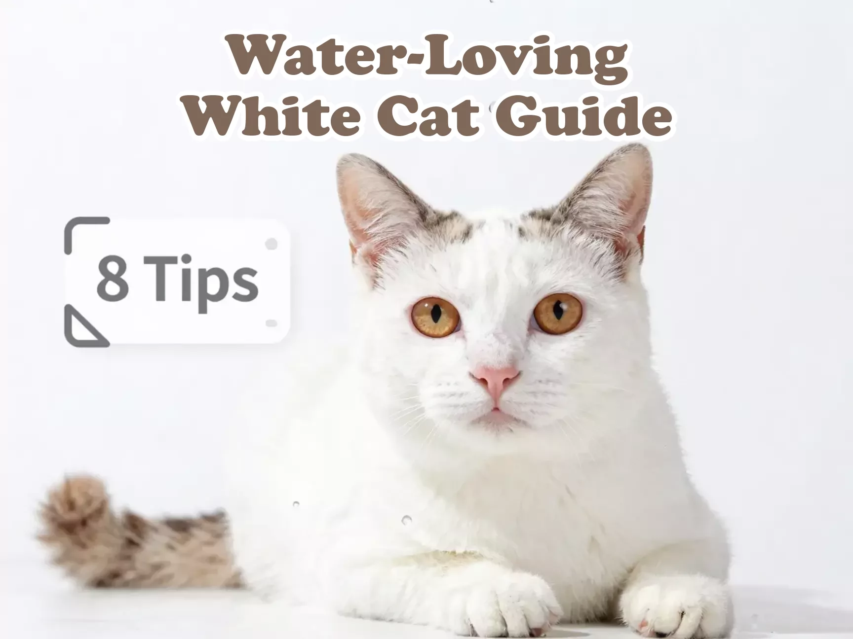 Turkish van cat water loving eight tips guide main