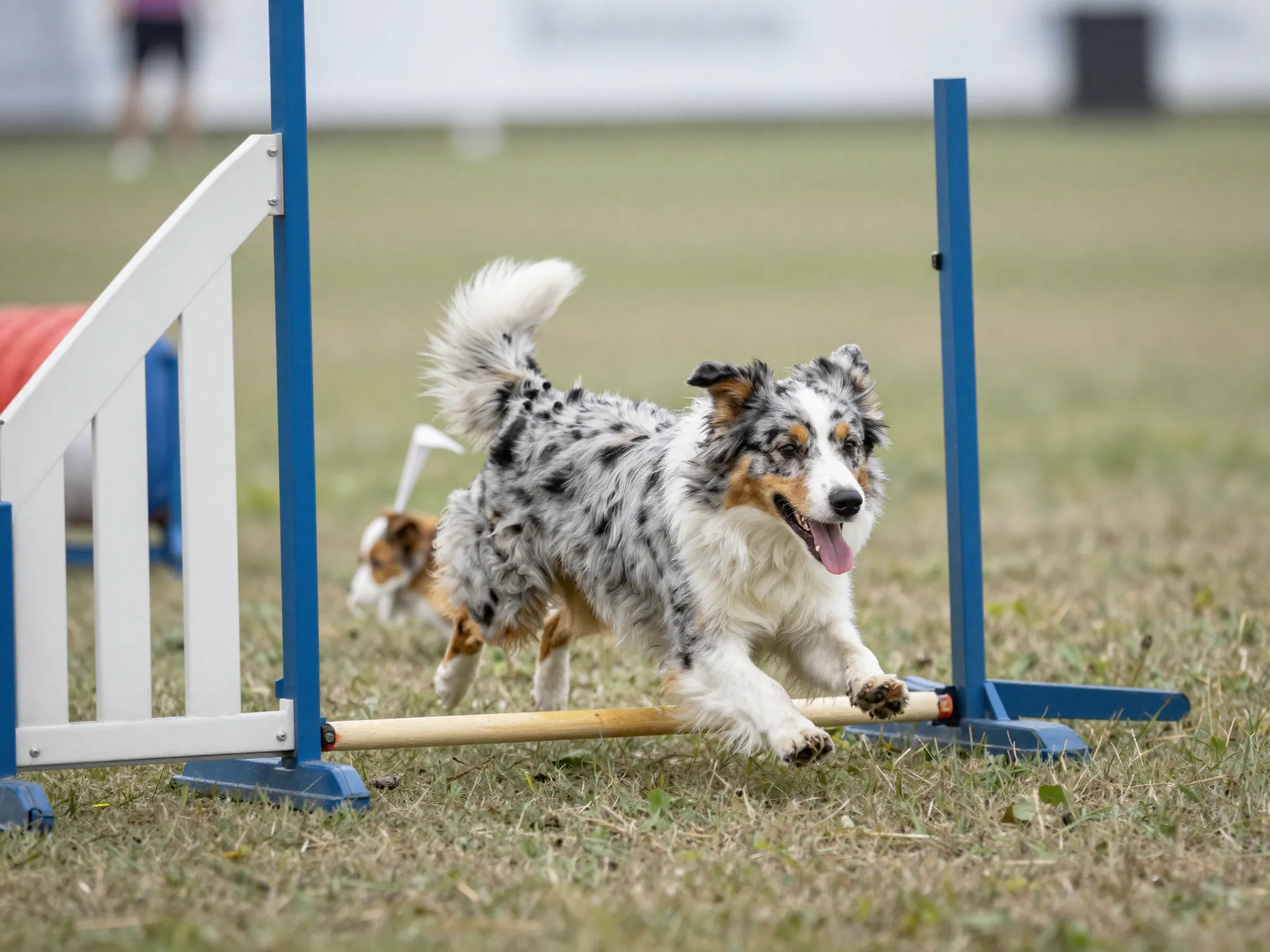 Miniature australian shepherd completing an agility course obstacle