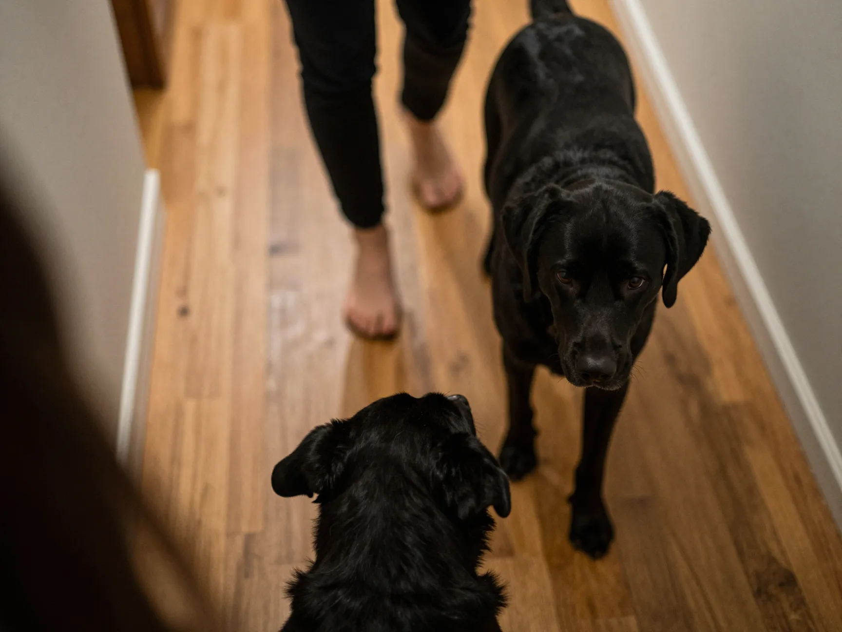 Black lab following owner closely from room to room
