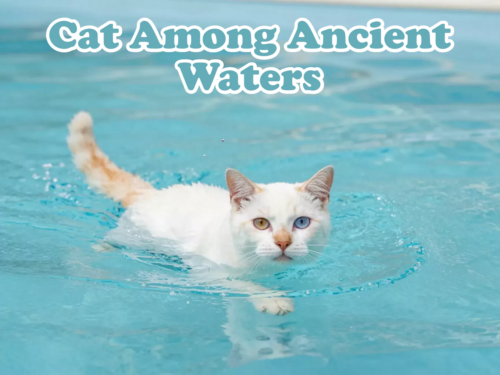 Turkish van swimming cat auburn markings odd eyes blue water main