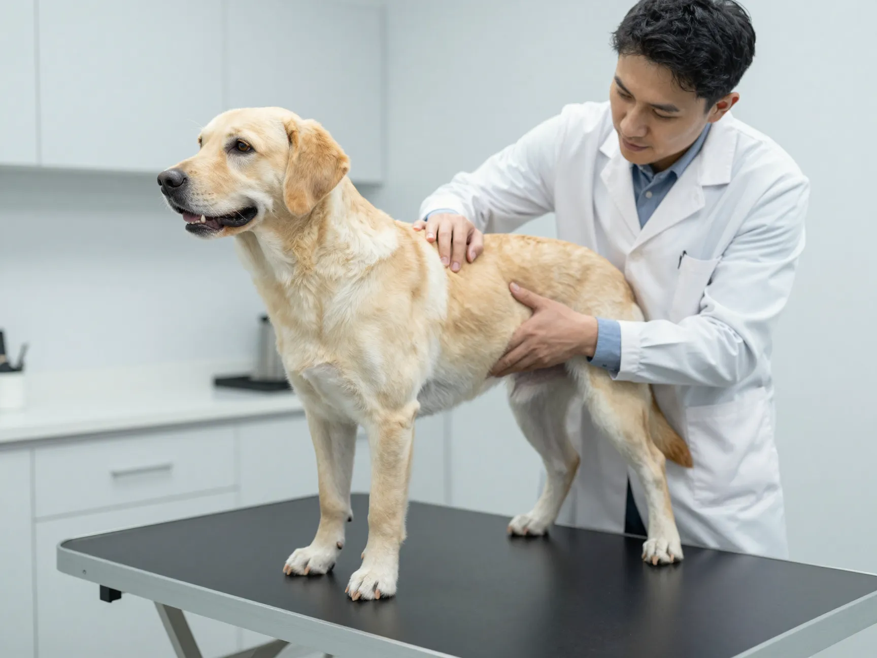 Health lifespan robust labrabull dog veterinary checkup examination