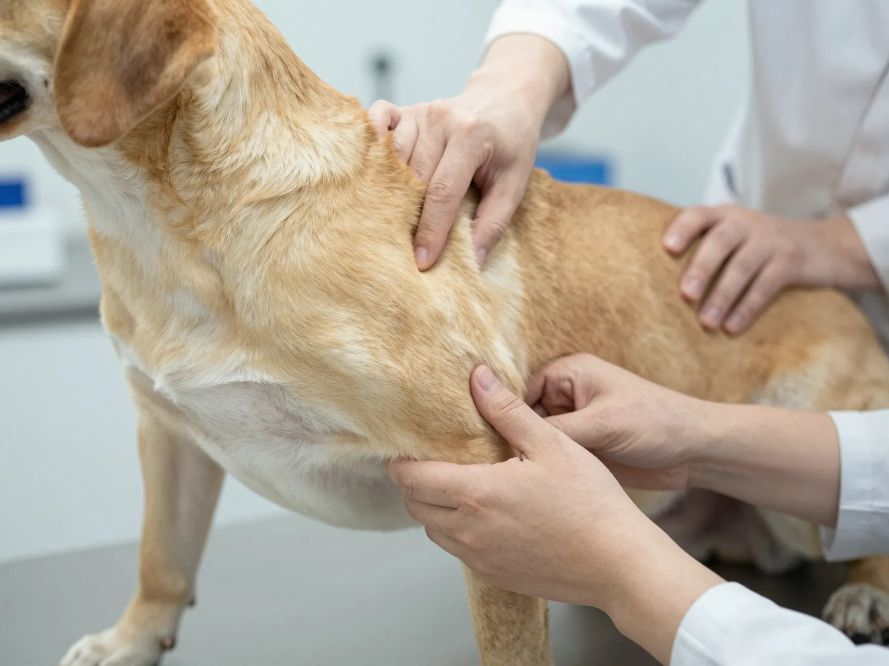 Veterinarian examining a labrabull dogs hip joint in clinic