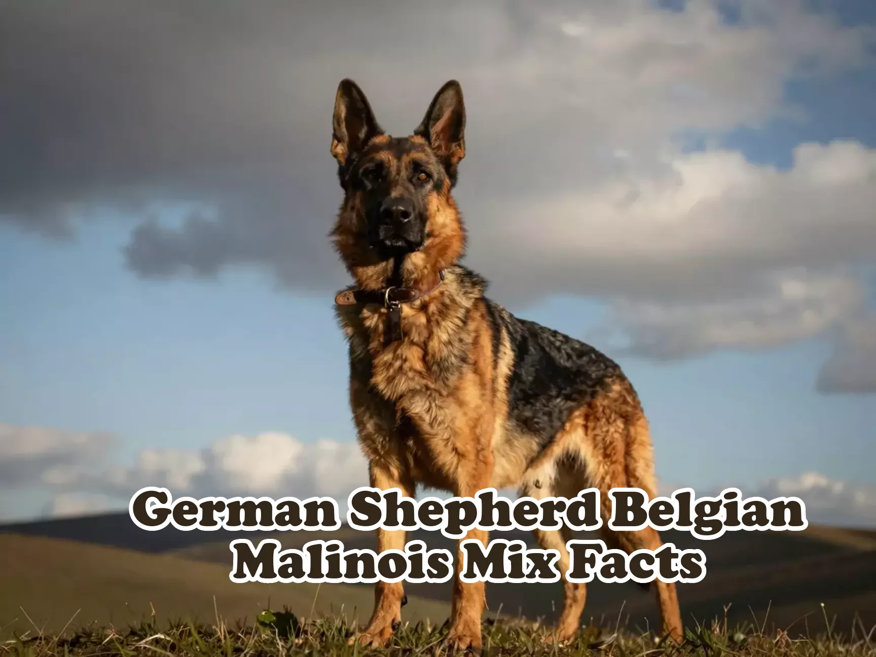 Muscular gsd malinois mix on hill heroic low angle golden hour main